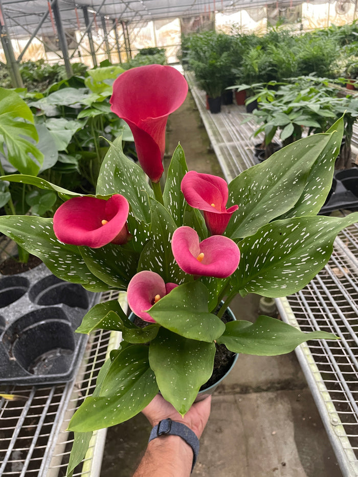 4" Pot / Pink / Nursery Pot