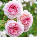 David Austin Rose Cuttings 5-8" Long James Galway Unrooted Fresh 3 Stems - Rosa 'James Galway'