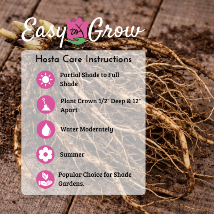 Hosta - Bumper Crop Mix