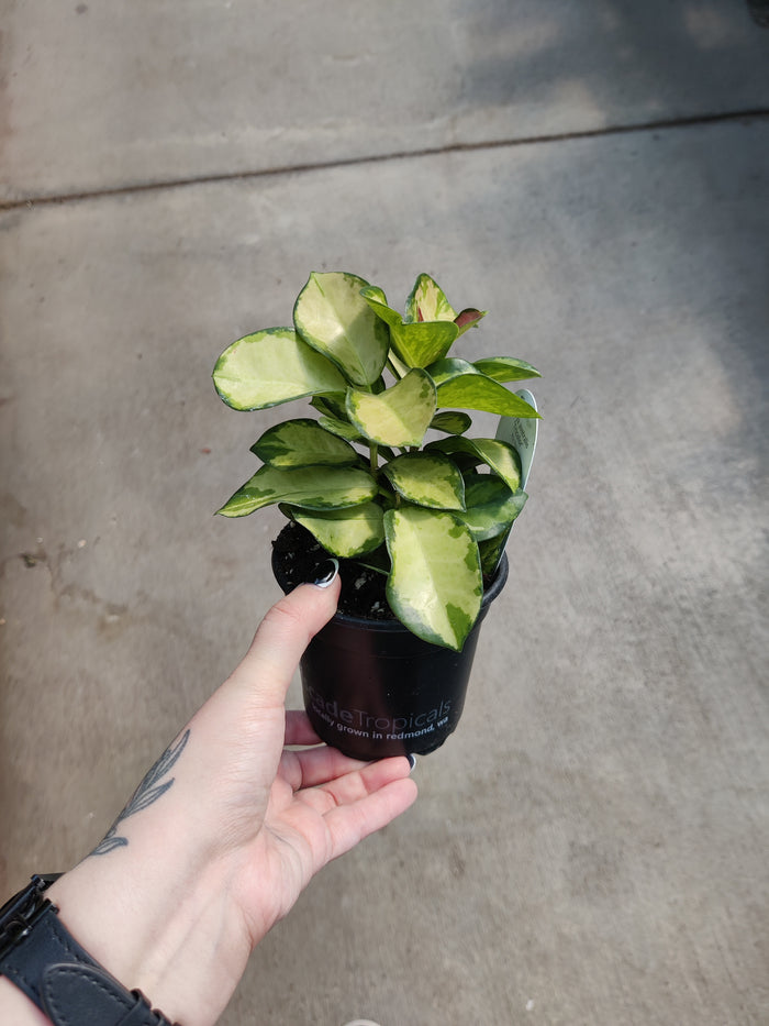Hoya Australis tricolor