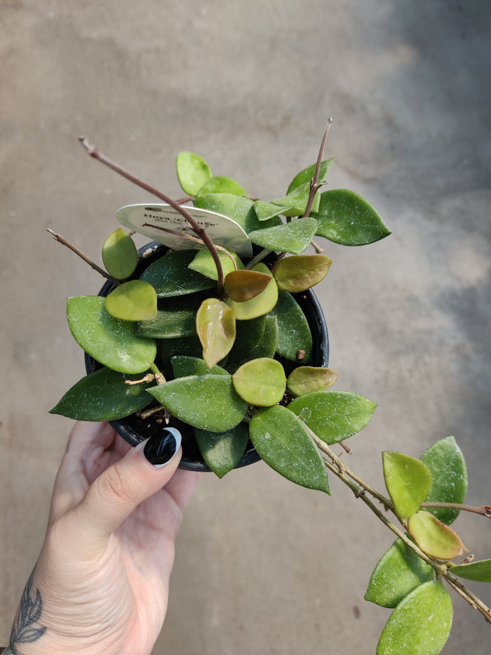 Hoya, Chouke