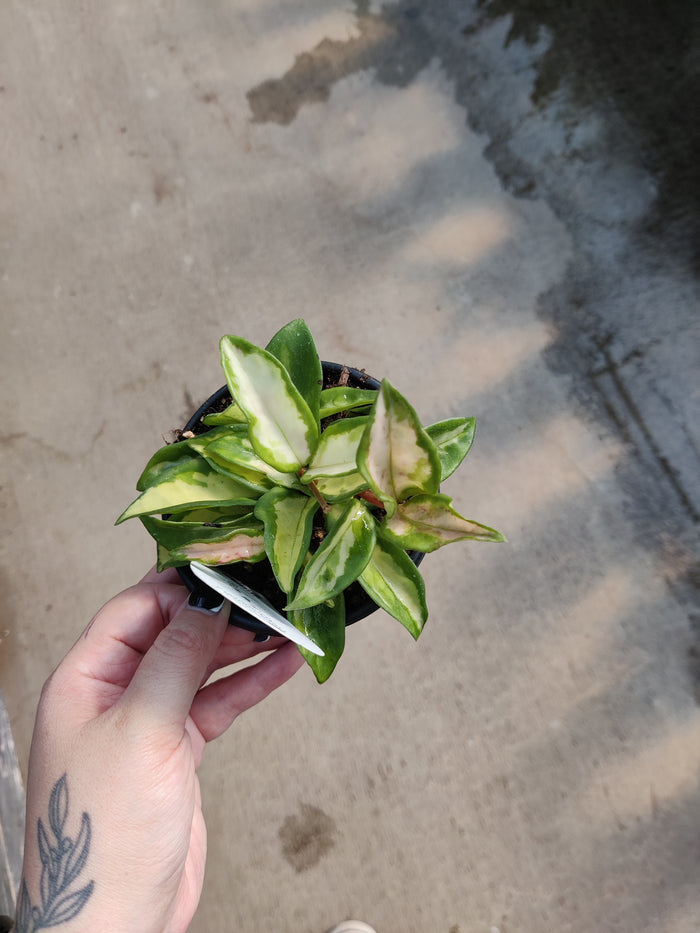 Hoya, Krimson Princess