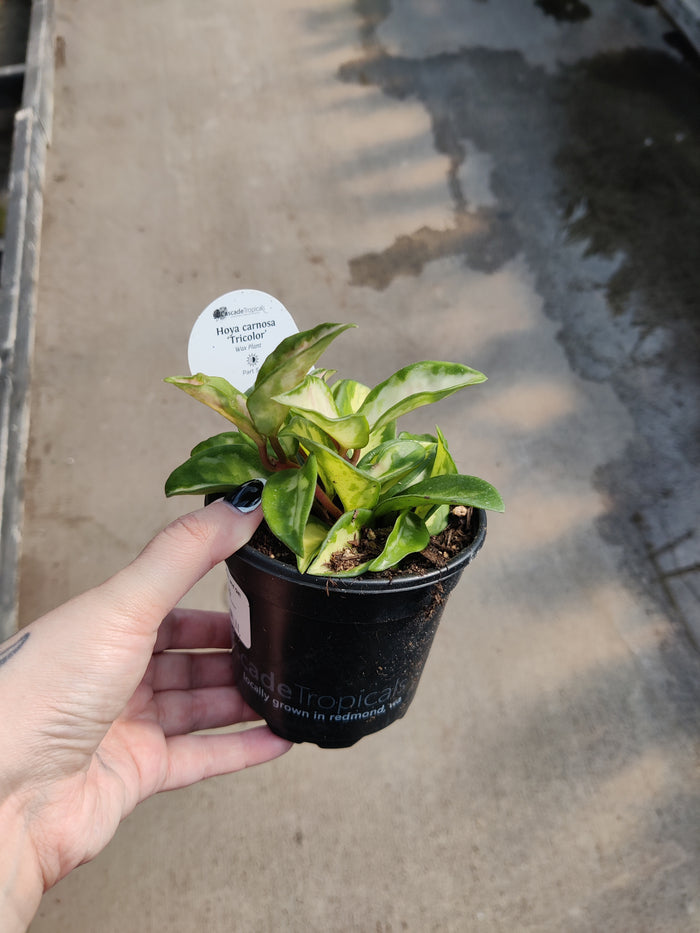 Hoya, Krimson Princess