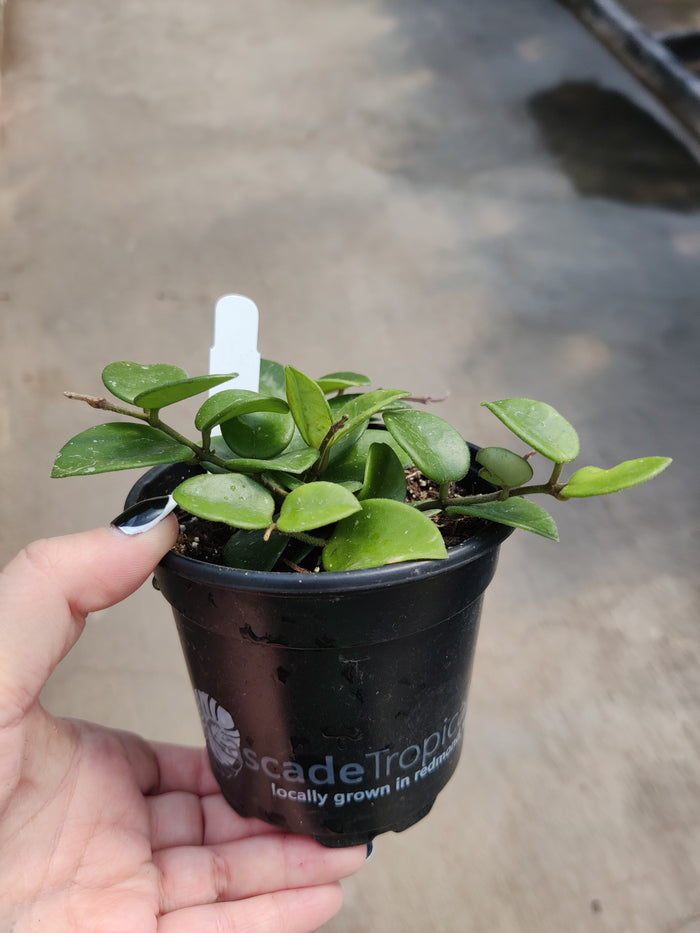 Hoya, Mathilde