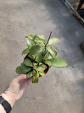 Hoya, Meredithii