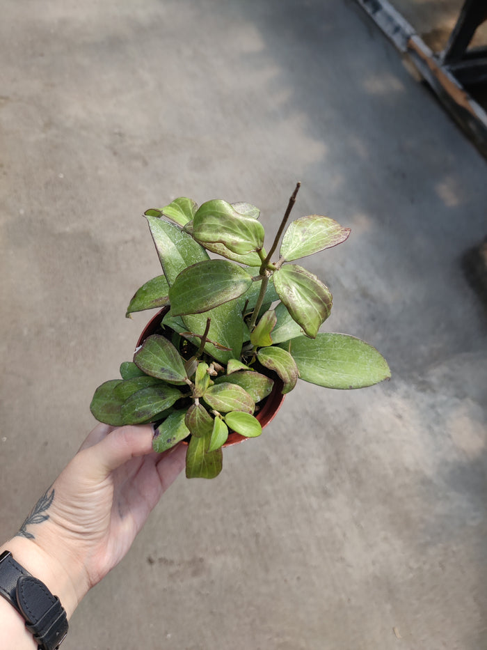 Hoya, Meredithii