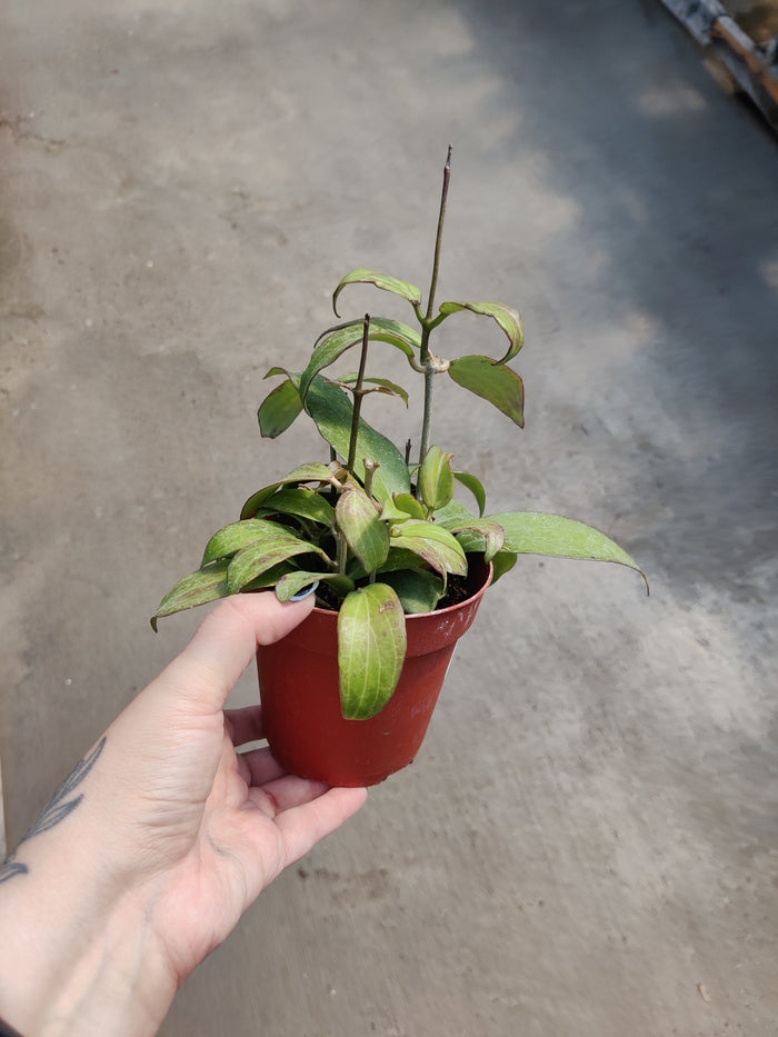 Hoya, Meredithii