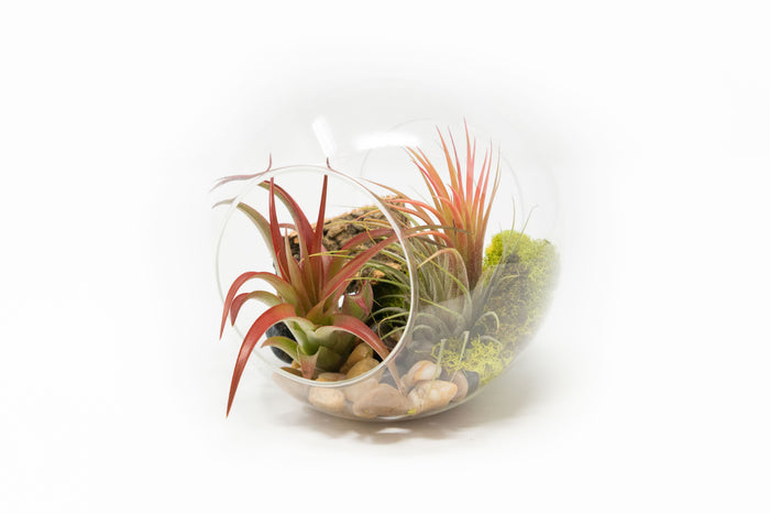 Large Hand-Blown Glass Terrarium with Tillandsia Red Abdita & Ionantha Guatemala