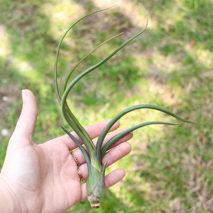 Large Tillandsia Baileyi Air Plants / 6-9 Inch Plants