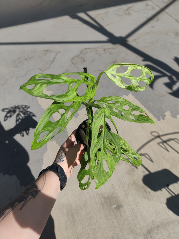 Monstera, Adansonii Mint