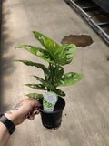 Monstera, Adansonii