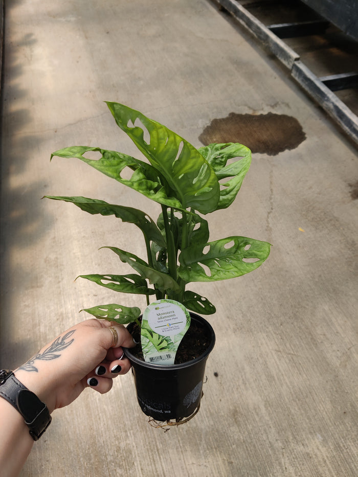 Monstera, Adansonii