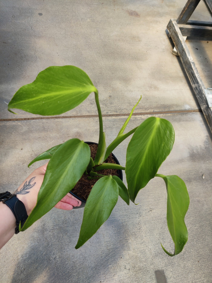 Monstera, Burle Marx Flame