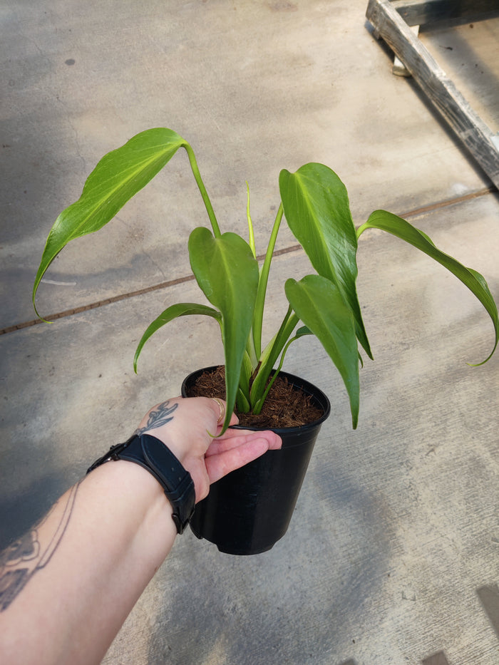 Monstera, Burle Marx Flame