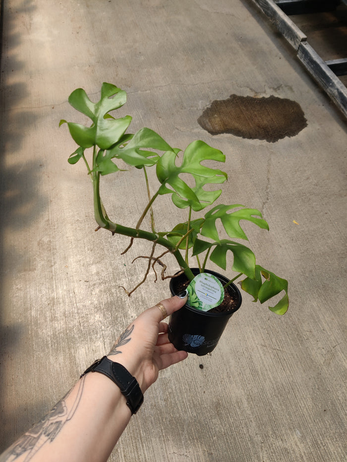 Monstera, Mini