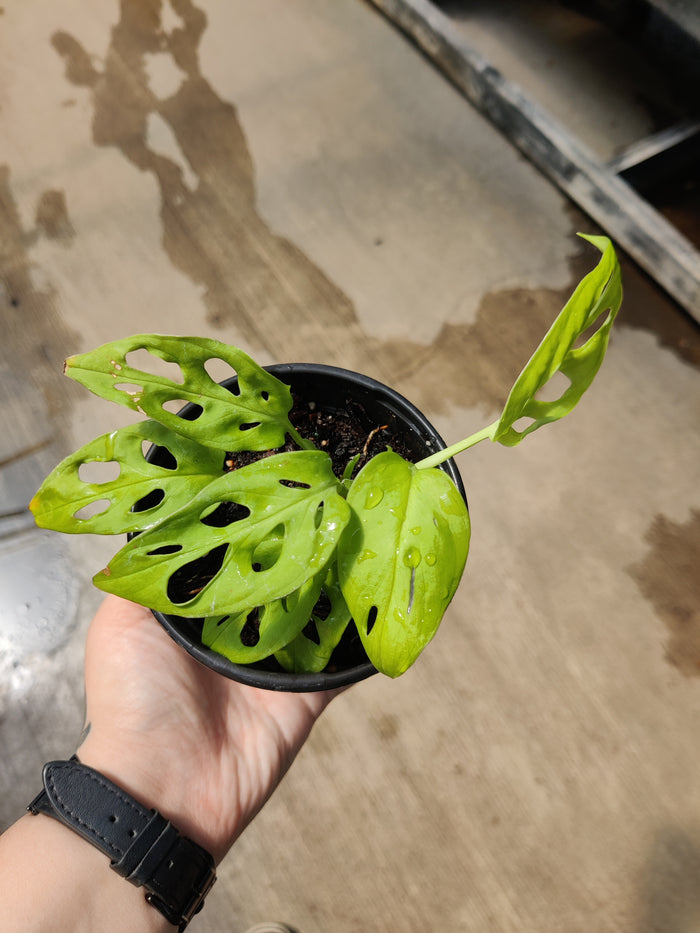 Monstera, Neon Madonna