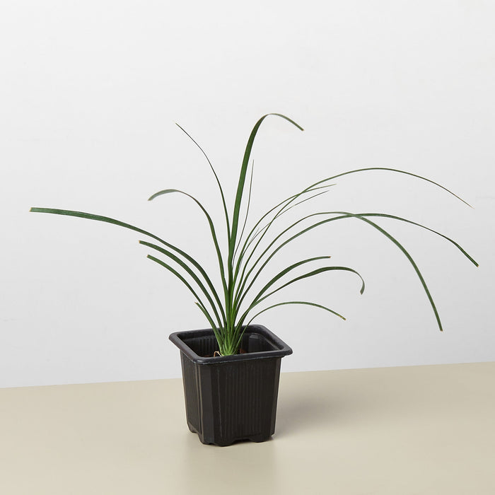 3" Pot / Nursery