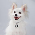 Personalized Dog Collar Engraved Custom Address or Phone Number Prevent Loss
