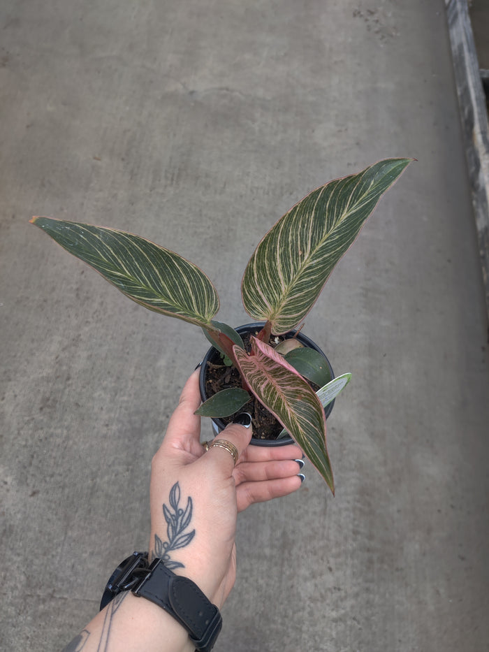 Philodendron, Pink Bikini