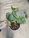 Philodendron, Plowmanii