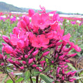 Phlox - Starfire