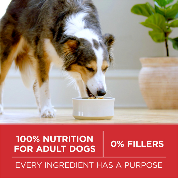 Purina One Chicken and Rice Dry Dog Food