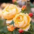 ROALD DAHL Rose Plant 4" Pot, David Austin Variety, Fragrant Pink Blooms, Rosa 'Roald Dahl'