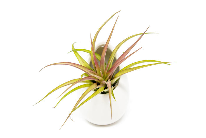 Set of 3 or 6 Large Ivory Ceramic Vases with Tillandsia Harrisii, Sparkler, & Caput Medusae Air Plants
