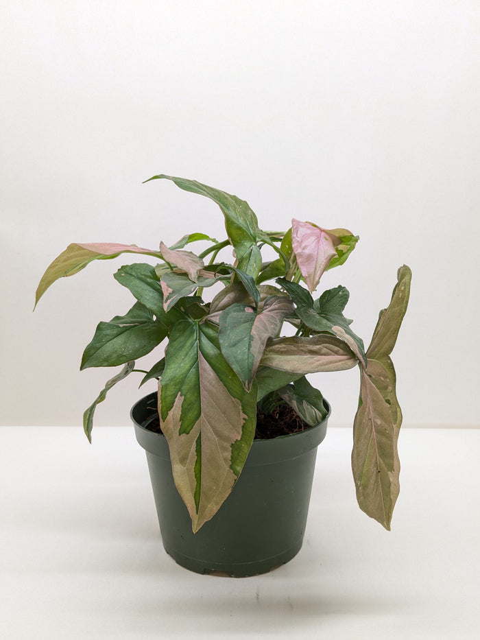 Syngonium 'Pink Splash' - 4" Pot