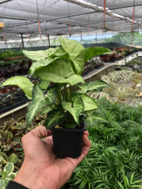 3" Pot / Nursery Pot