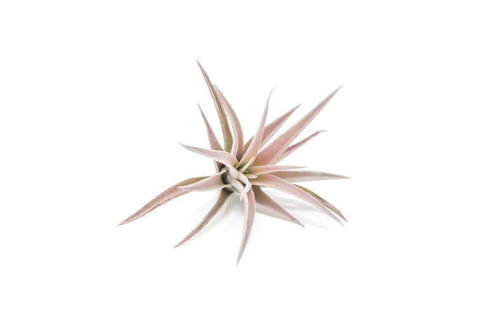 Tillandsia Harrisii Air Plants